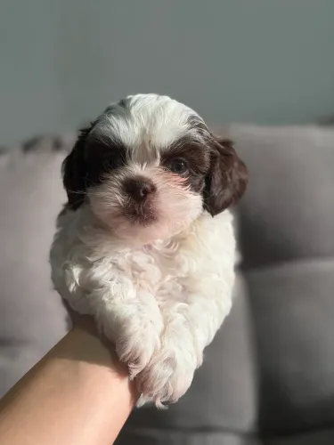 Shih tzu macho disponível