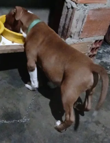 Pitbull 1500