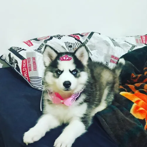 Husky filhotes alto padrão genético.  Pelagem wooly 