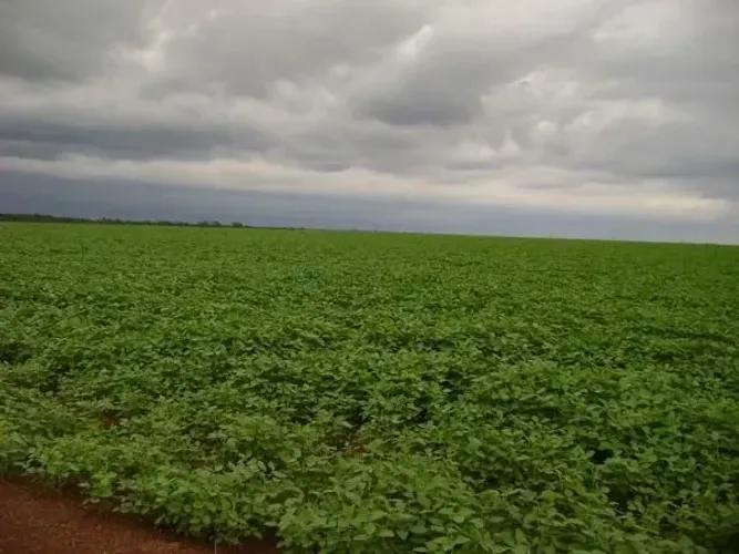 VENDO!!! UmaFazenda 33 mil hectares na região de Porto Alegre do Norte MT