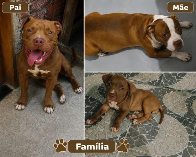 Vende-se filhote fêmea da raça Pitbull?
