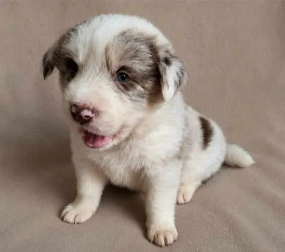 FILHOTES DE BORDER COLLIE - CANIL RUCAM - UKCB