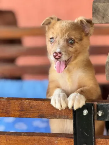 Border Collie - Com energia 100%.