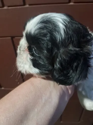 Shitzu mini
