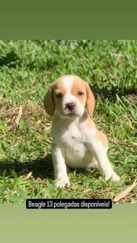 Beagle o filhote que vai completar sua história de amor