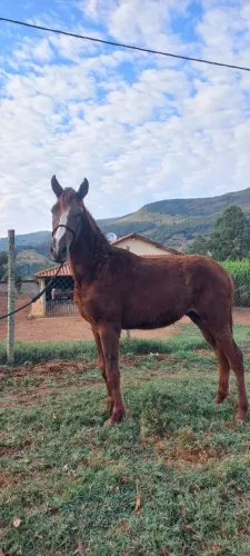 Potro paulista à VENDA