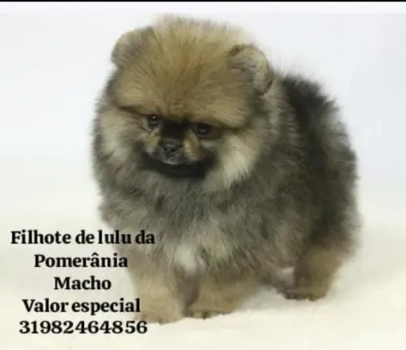 Lulu da Pomerânia anão -Spitz