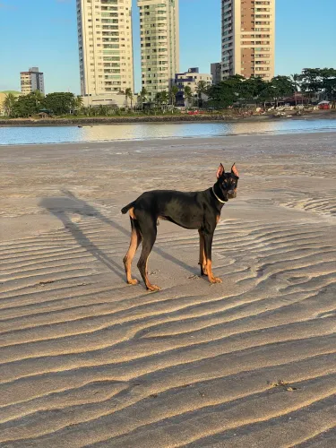 DOBERMAN