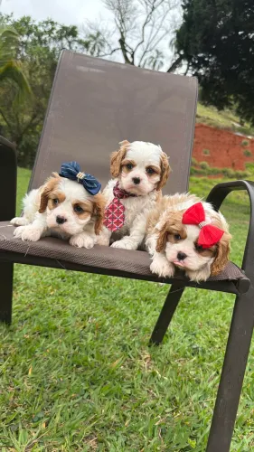 Cavalier king