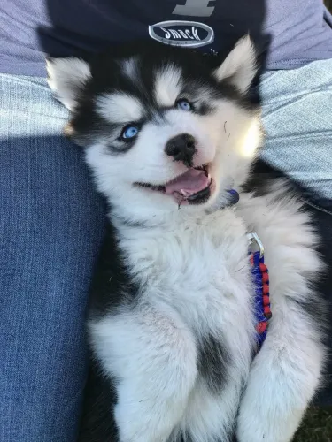 Husky wooly fikhotinjonja vacinado 