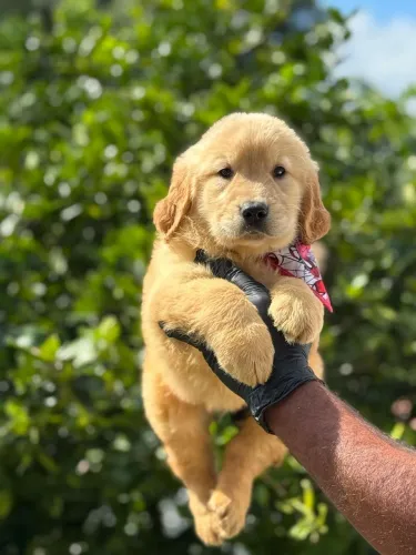 Alegre sua vida com lindo e amoroso Golden Retriever
