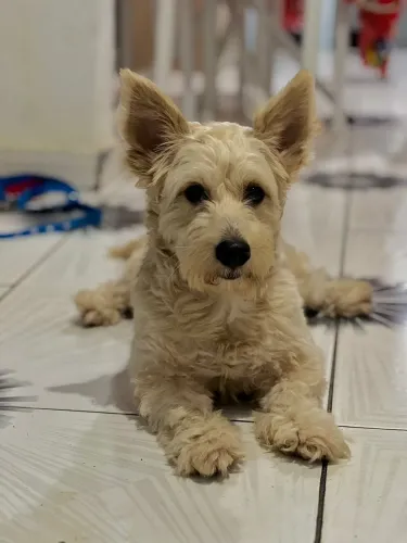 Cachorro