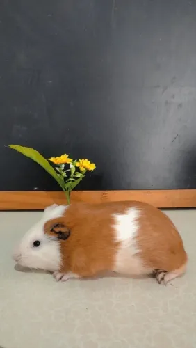 Porquinho da Índia macho