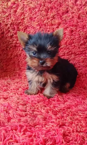 Yorkshire Terrier filhote disponível - pequeno e encantador