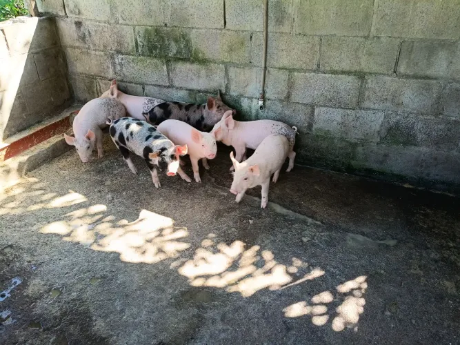 Animais 