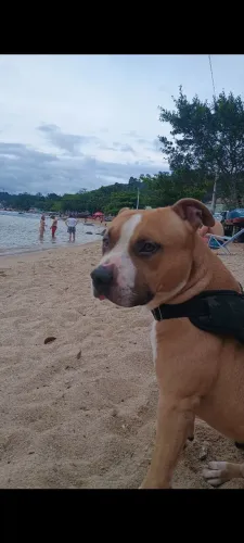 Adoção responsável