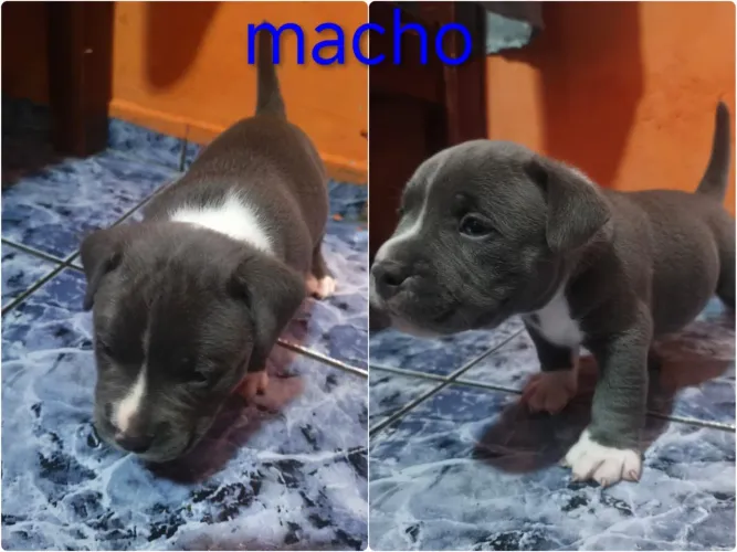 Filhote de American Bully Pocket