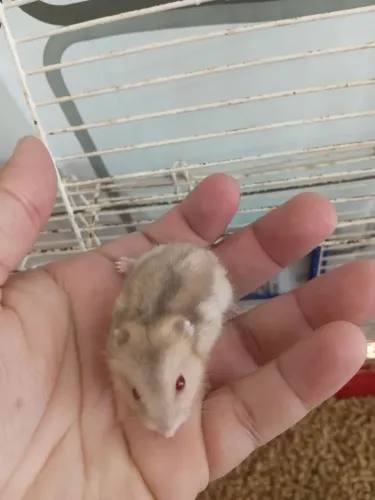 Hamster