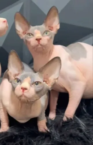 gato sphynx fêmea
