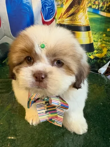 Lindos filhotes de shihtzu chocolate disponível