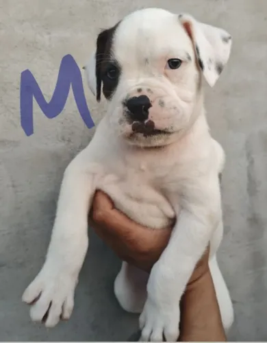 boxer pirata último macho padrão europeu