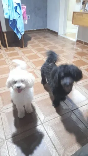 Doação de cachorro poodle