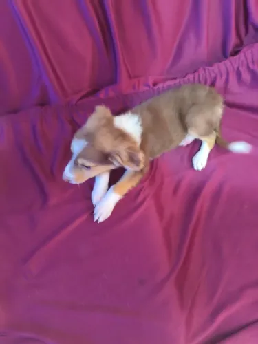Vendo lindos filhotes de boder collie com pedigree