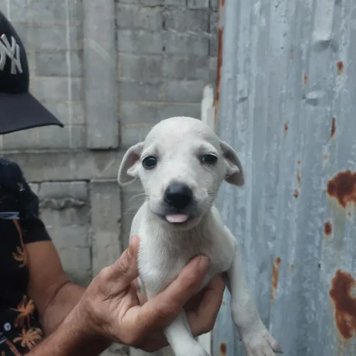 Filhotes abandonados para adoção