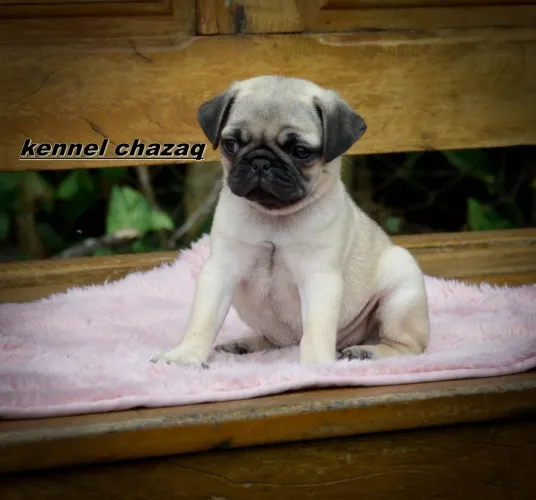 Pug esse é o amor de verdade filhotes puros disponíveis