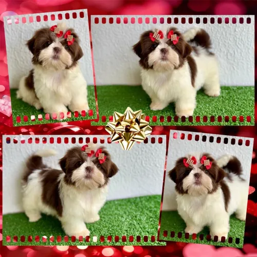 !! Um show !!! Shihtzu fêmea e machos 