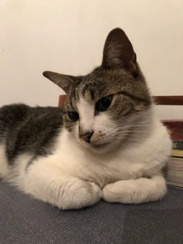 Doação de gatinha fêmea