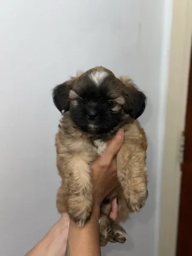 Filhotes Shih Tzu 700 reais