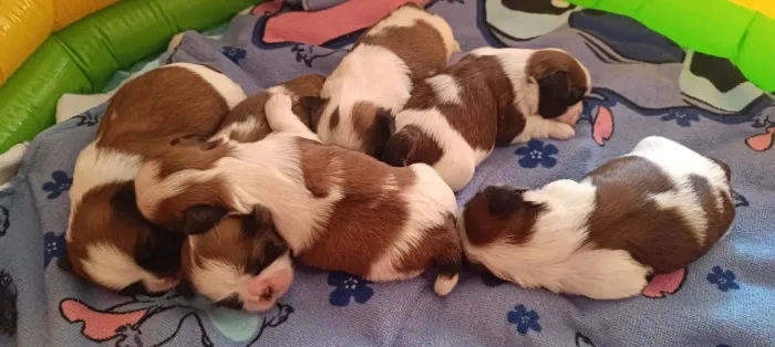 - Shih Tzu Filhotes - R$ 600 | Retirada em 10/08