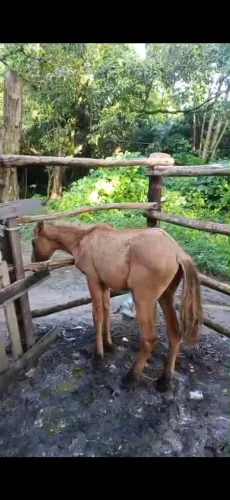 POTRA NOVA 7 MESES, tenho video se quiser dela