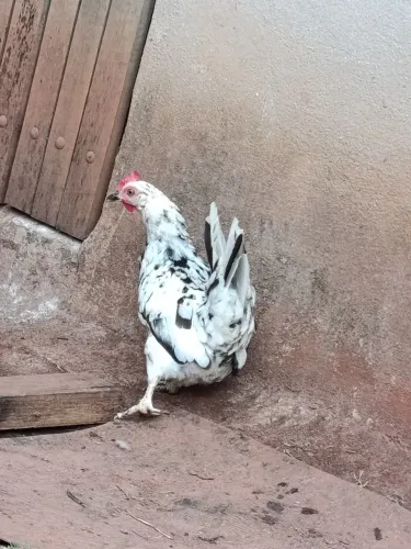 Animais de estimação
