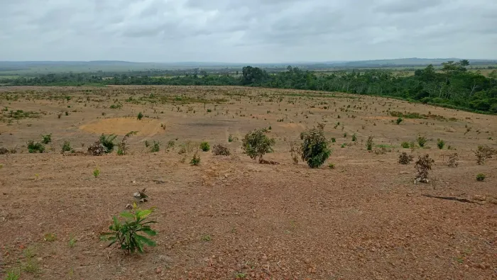 Fazenda para venda tem 2100 hectares, plana, 100% aberta e plantando soja e milho, D Elise