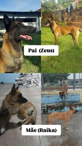 Pastor Belga Malinois ? ? 