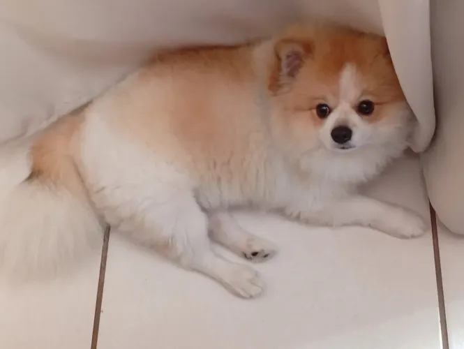Cachorro Lulu da Pomerânia/Spitz Alemão macho para cruzar 
