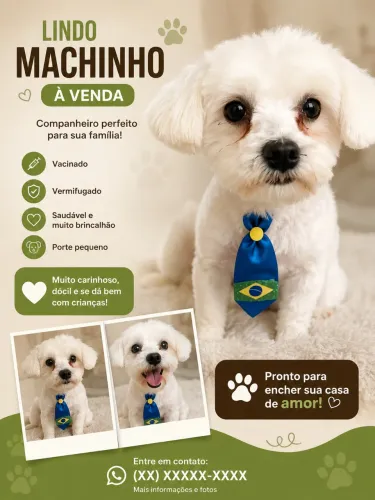 Cachorro Maltês macho
