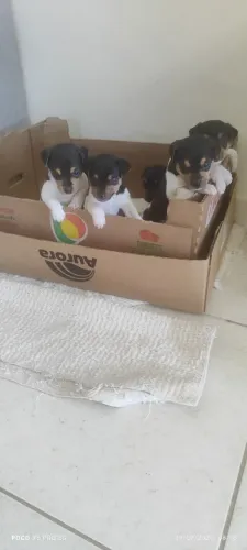 Filhotes de paulistinha