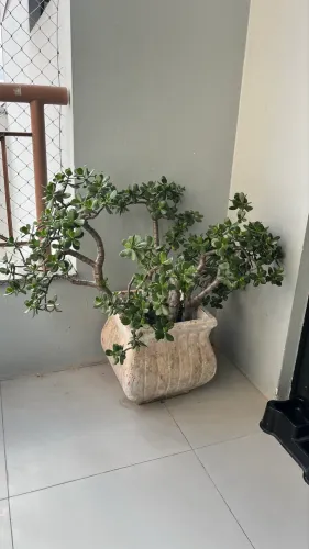 Bonsai Jade grande (vaso de cimento)