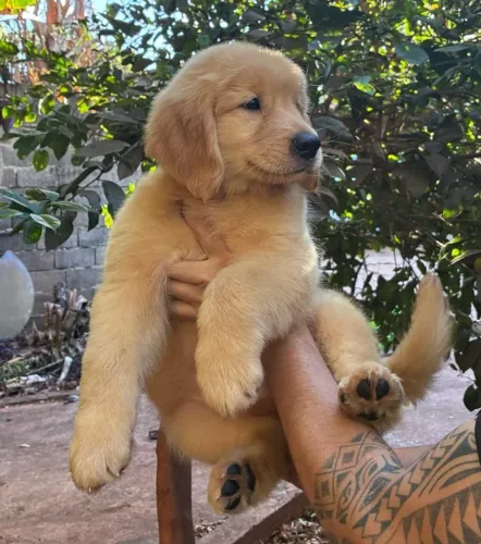 Ninhada de Golden Retriever em Franca com padrão superior