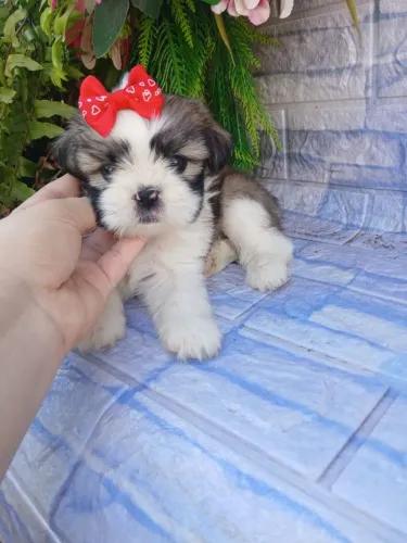 Shitzu fêmea mini tricolor linda