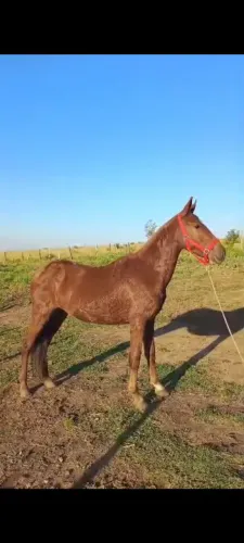 Potra mm