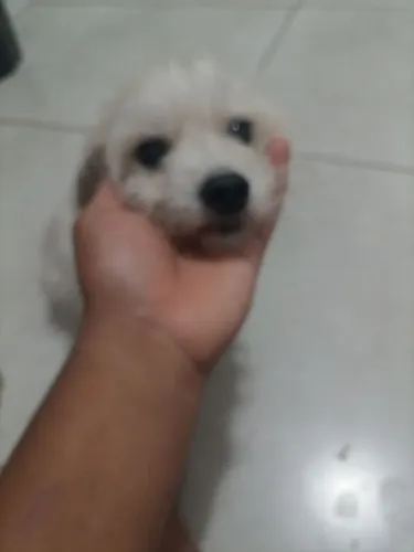 Doação de cachorrinha 