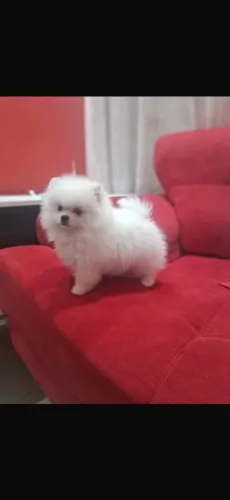 Filhote de Lulu da Pomerânia 