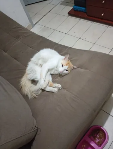Procuro gata fêmea não castrada para adotar