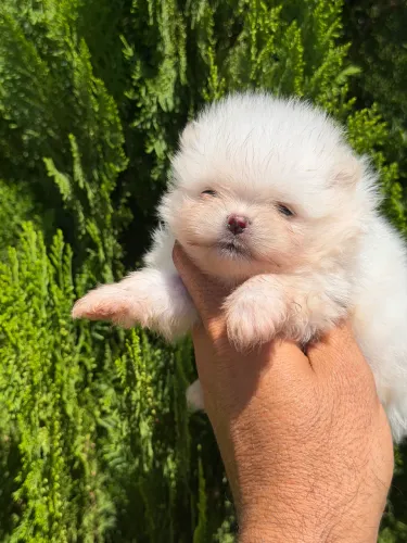 Lulu da Pomerania