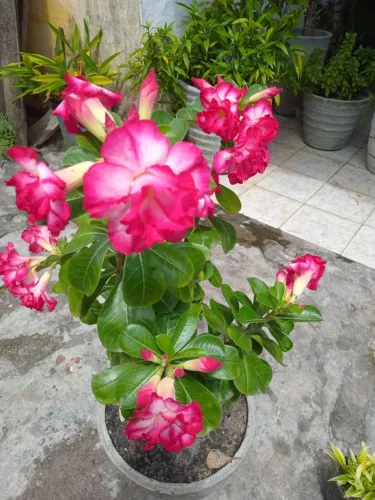 Rosa do deserto