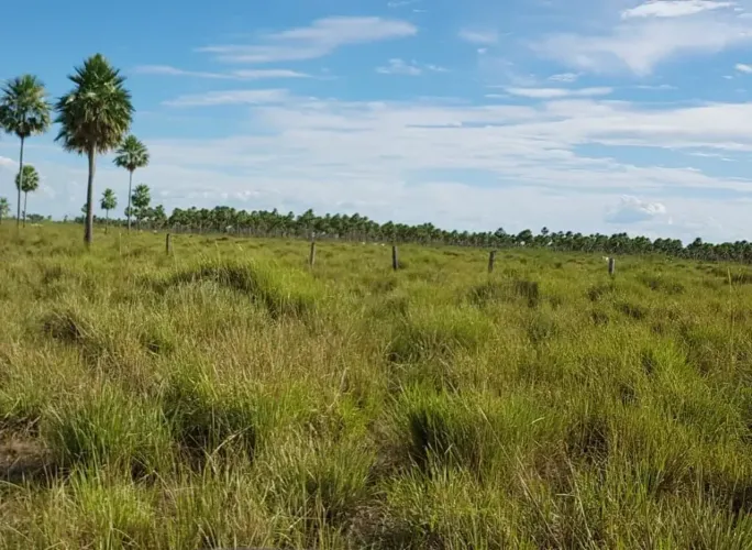 COD394 - FAZENDA 7.500 HECTARES - VENDA  Pantanal/MS